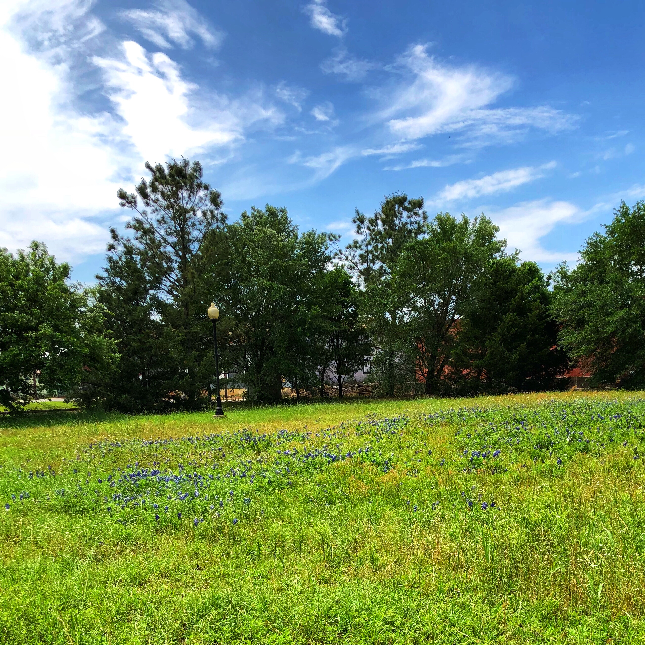 Chasing Bluebonnets in the Texas Hill Country
