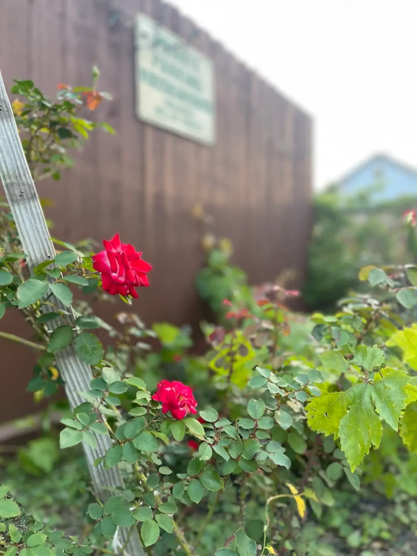 Day 25 Solar Plexus Chakra & Owning My Power